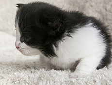 Wildfee's Norwegische Waldkatzen Wildfee's Valie Export - 3 Wochen alt