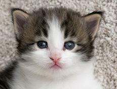 Wildfee's Norwegische Waldkatzen Wildfee's Veela - 3 Wochen alt