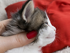 Wildfee's Norwegische Waldkatzen Wildfee's Veela - 3 Wochen alt