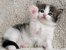 Wildfee's Norwegische Waldkatzen Wildfee's Veela - 3 Wochen alt