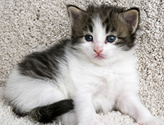 Wildfee's Norwegische Waldkatzen Wildfee's Veela - 3 Wochen alt