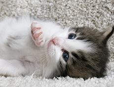 Wildfee's Norwegische Waldkatzen Wildfee's Veela - 3 Wochen alt