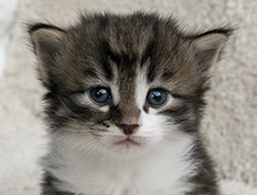 Wildfee's Norwegische Waldkatzen Wildfee's Vilnir - 3 Wochen alt