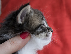 Wildfee's Norwegische Waldkatzen Wildfee's Vilnir - 3 Wochen alt