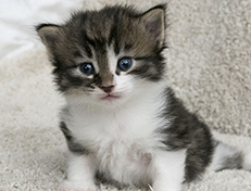 Wildfee's Norwegische Waldkatzen Wildfee's Vilnir - 3 Wochen alt