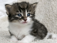 Wildfee's Norwegische Waldkatzen Wildfee's Vilnir - 3 Wochen alt