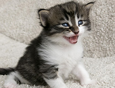 Wildfee's Norwegische Waldkatzen Wildfee's Vilnir - 3 Wochen alt