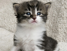 Wildfee's Norwegische Waldkatzen Wildfee's Vilnir - 3 Wochen alt