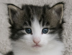 Wildfee's Norwegische Waldkatzen Wildfee's Valgur - 4 Wochen alt