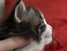 Wildfee's Norwegische Waldkatzen Wildfee's Valgur - 4 Wochen alt