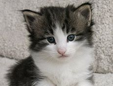 Wildfee's Norwegische Waldkatzen Wildfee's Valgur - 4 Wochen alt