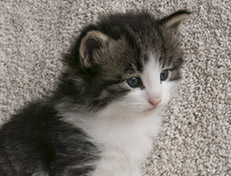 Wildfee's Norwegische Waldkatzen Wildfee's Valgur - 4 Wochen alt