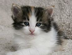 Wildfee's Norwegische Waldkatzen Wildfee's Valhalla - 4 Wochen alt