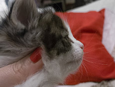 Wildfee's Norwegische Waldkatzen Wildfee's Valhalla - 4 Wochen alt