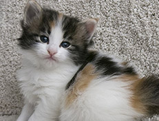 Wildfee's Norwegische Waldkatzen Wildfee's Valhalla - 4 Wochen alt