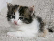 Wildfee's Norwegische Waldkatzen Wildfee's Valhalla - 4 Wochen alt