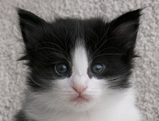 Wildfee's Norwegische Waldkatzen Wildfee's Valie Export - 4 Wochen alt