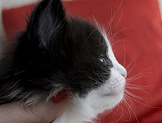 Wildfee's Norwegische Waldkatzen Wildfee's Valie Export - 4 Wochen alt