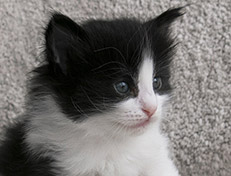 Wildfee's Norwegische Waldkatzen Wildfee's Valie Export - 4 Wochen alt