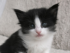 Wildfee's Norwegische Waldkatzen Wildfee's Valie Export - 4 Wochen alt