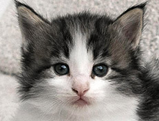 Wildfee's Norwegische Waldkatzen Wildfee's Veela - 4 Wochen alt