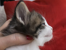 Wildfee's Norwegische Waldkatzen Wildfee's Veela - 4 Wochen alt