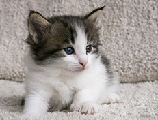 Wildfee's Norwegische Waldkatzen Wildfee's Veela - 4 Wochen alt