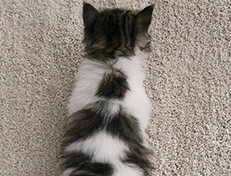 Wildfee's Norwegische Waldkatzen Wildfee's Veela - 4 Wochen alt