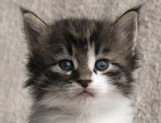 Wildfee's Norwegische Waldkatzen Wildfee's Vilnir - 4 Wochen alt