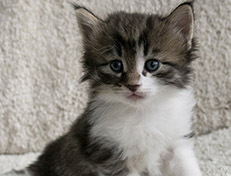 Wildfee's Norwegische Waldkatzen Wildfee's Vilnir - 4 Wochen alt