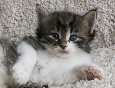 Wildfee's Norwegische Waldkatzen Wildfee's Vilnir - 4 Wochen alt