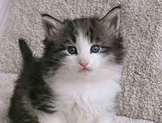 Wildfee's Norwegische Waldkatzen Wildfee's Valgur - 5 Wochen alt