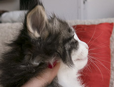 Wildfee's Norwegische Waldkatzen Wildfee's Valgur - 5 Wochen alt