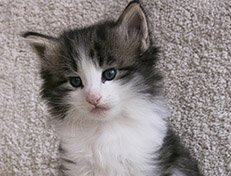 Wildfee's Norwegische Waldkatzen Wildfee's Valgur - 5 Wochen alt