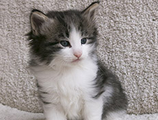 Wildfee's Norwegische Waldkatzen Wildfee's Valgur - 5 Wochen alt