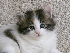 Wildfee's Norwegische Waldkatzen Wildfee's Valhalla - 5 Wochen alt