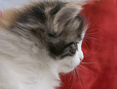 Wildfee's Norwegische Waldkatzen Wildfee's Valhalla - 5 Wochen alt