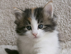 Wildfee's Norwegische Waldkatzen Wildfee's Valhalla - 5 Wochen alt