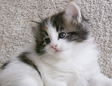 Wildfee's Norwegische Waldkatzen Wildfee's Valhalla - 5 Wochen alt