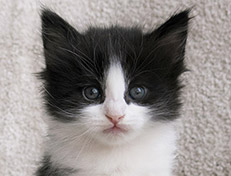 Wildfee's Norwegische Waldkatzen Wildfee's Valie Export - 5 Wochen alt