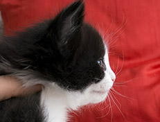 Wildfee's Norwegische Waldkatzen Wildfee's Valie Export - 5 Wochen alt