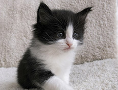 Wildfee's Norwegische Waldkatzen Wildfee's Valie Export - 5 Wochen alt