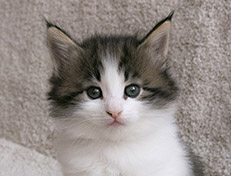 Wildfee's Norwegische Waldkatzen Wildfee's Veela - 5 Wochen alt