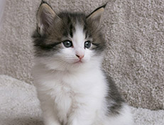 Wildfee's Norwegische Waldkatzen Wildfee's Veela - 5 Wochen alt