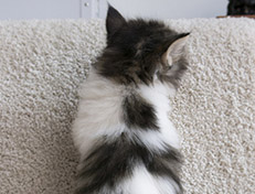 Wildfee's Norwegische Waldkatzen Wildfee's Veela - 5 Wochen alt