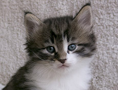 Wildfee's Norwegische Waldkatzen Wildfee's Vilnir - 5 Wochen alt