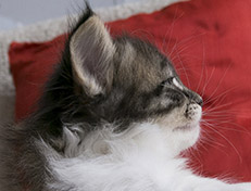 Wildfee's Norwegische Waldkatzen Wildfee's Vilnir - 5 Wochen alt