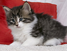 Wildfee's Norwegische Waldkatzen Wildfee's Vilnir - 5 Wochen alt