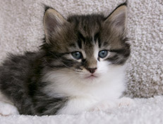 Wildfee's Norwegische Waldkatzen Wildfee's Vilnir - 5 Wochen alt