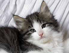 Wildfee's Norwegische Waldkatzen Wildfee's Valgur - 7 Wochen alt